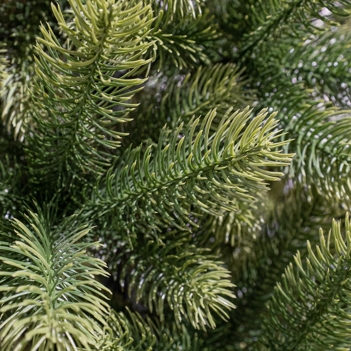Nagoya X-Mas Tree Green Tips 2230 - H240Xd138Cm